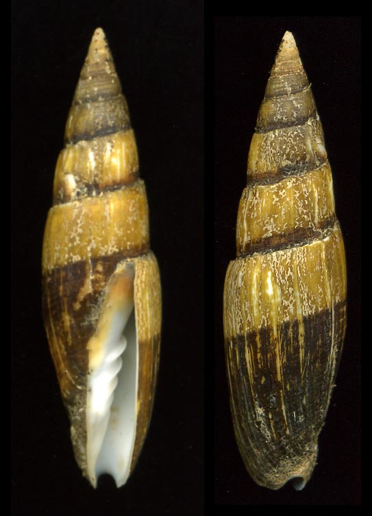 Mitra zonata